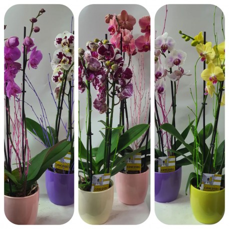 orchid plant in ceramic pot